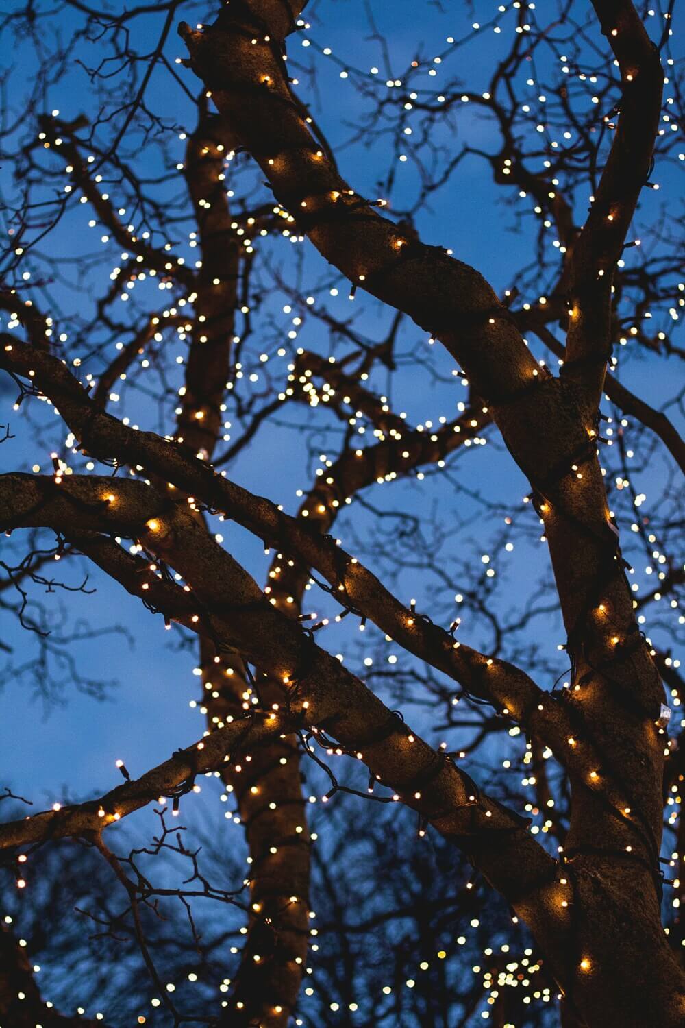 String lights wrapped around a tree